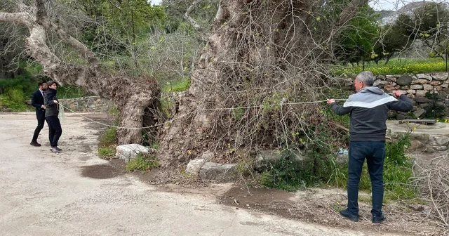 Bodrum da 2 bin yıllık dev çınar keşfedildi Anıt ağaç için süreç başladı Muğla Haberleri