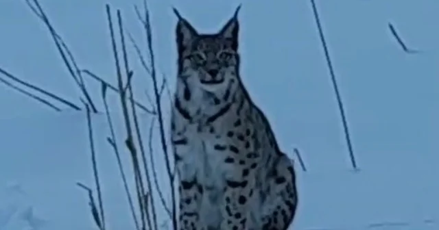 Bayburt ta karlı arazide görülen vaşak vatandaşları heyecanlandırdı Bayburt Haberleri