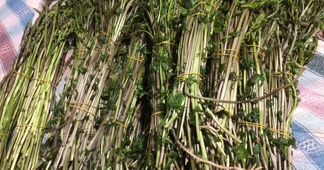 Sarıgöl de yaban otları paraya dönüştü Manisa Haberleri