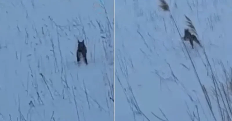 Görüntü Türkiye den! Köylüler şaştı kaldı: Koskoca aslan yav