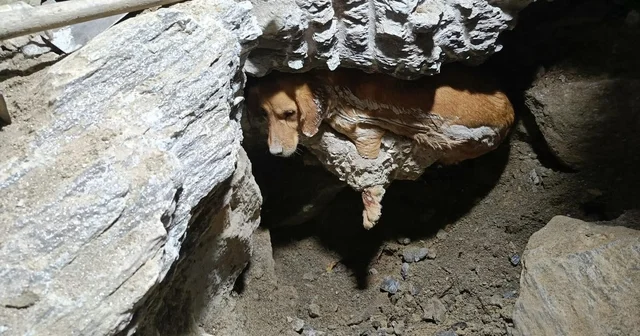 Betonun içine sıkışan köpek kurtarıldı Aydın Haberleri