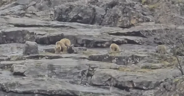 Munzur Vadisi nde anne ayı ve yavruları görüntülendi Tunceli Haberleri