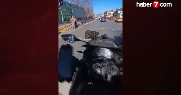 Motosiklet sürücüsü, başıboş köpek saldırısına uğradı! O anlar kamerada