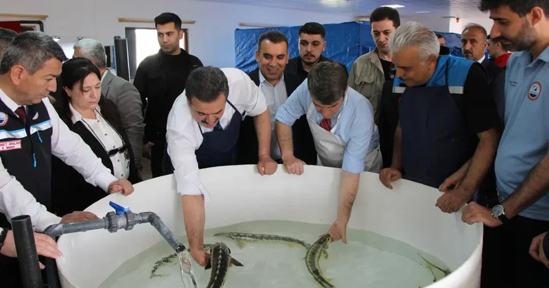 Siyah İnci Karadeniz e salınıyor! Kilosu 90 bin lira: Sayı 30 bini aştı