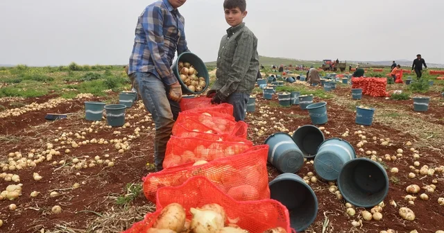 Türkiye nin Suriye sınırında bereketli soğan hasadı Hatay Haberleri