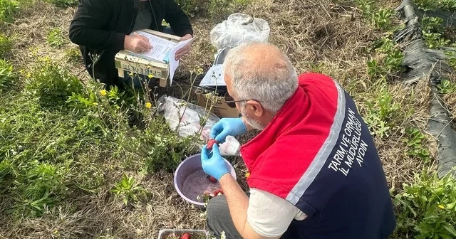 Aydın da hasat öncesi çilek bahçeleri kontrol edildi Aydın Haberleri