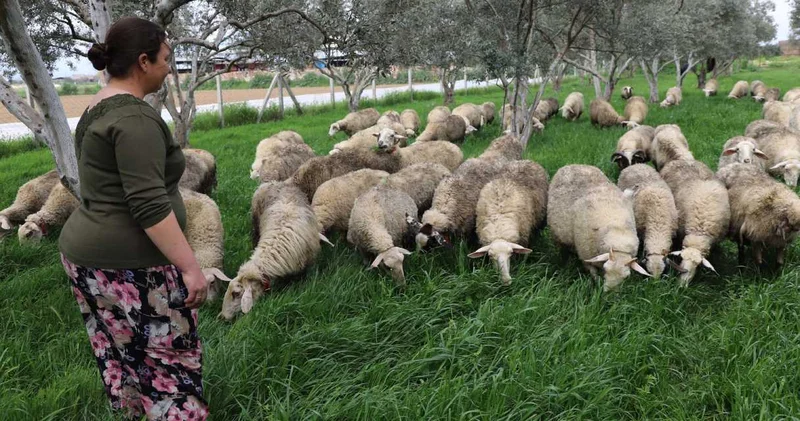 Ev hanımlığından çiftlik kurmaya: Bir kuzuyla başladı 165’e ulaştı!