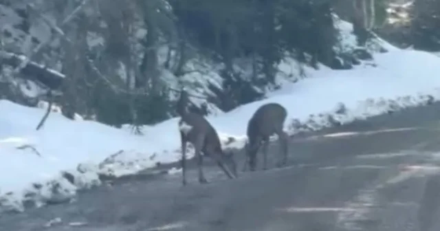 Kastamonu da karacalar su içerken görüntülendi Kastamonu Haberleri