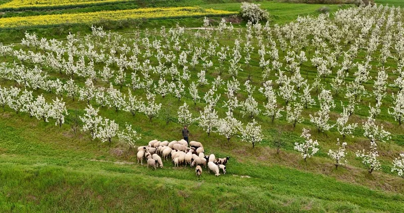 Kanola ve meyve ağaçları birbirine karıştı: Fotoğrafçılar Kuştepe’ye koşuyor