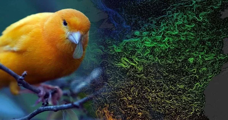 Kanaryalar ölmeye başladı, en karamsar senaryo gerçek oluyor Sözcü Gazetesi