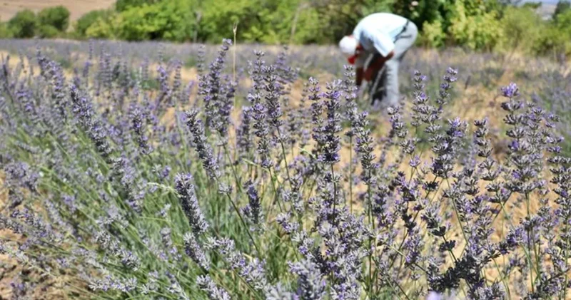 Su faturasını tamamen unuttular: Bu bitkilerle servet kazanıyorlar