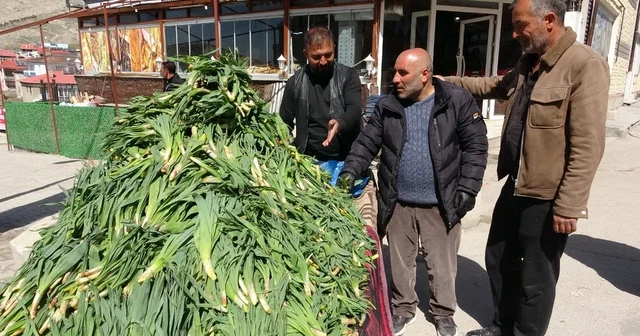 Van da şifa kaynağı çiriş otu tezgahlardaki yerini aldı Dağlardan sofralara: Van da çiriş otunun kilosu 100 TL den satılıyor Van Haberleri