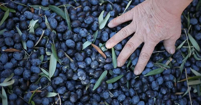 Marmara Birlik açıkladı: Zeytin üreticisine 1.2 milyar TL destek