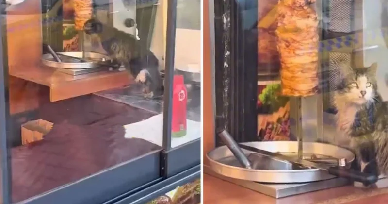 Sokak kedisi, dükkanda asılı haldeki döneri yedi