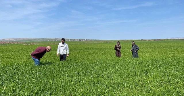 Cizre de tarlalarda süne mesaisi Şırnak Haberleri