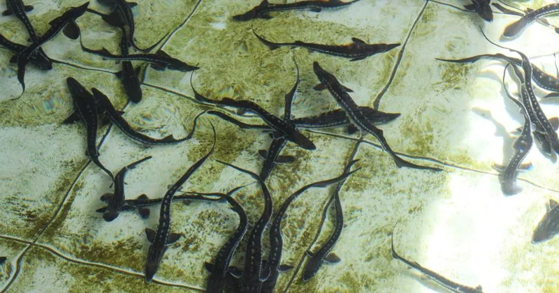 Mersin Balığı Karadeniz e Salınıyor