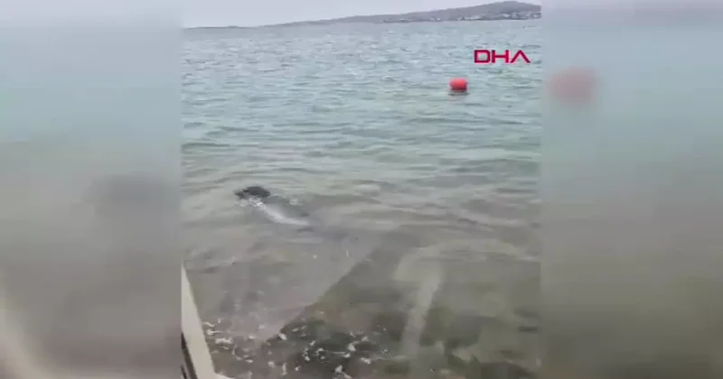 Ayvalık sahilinde Akdeniz foku görüntülendi! Gerçekten büyüleyici bir andı