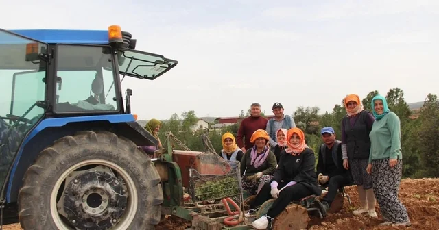 Poşusunu takan Kaymakam Kuran üreticilerle birlikte kekik dikti Denizli Haberleri
