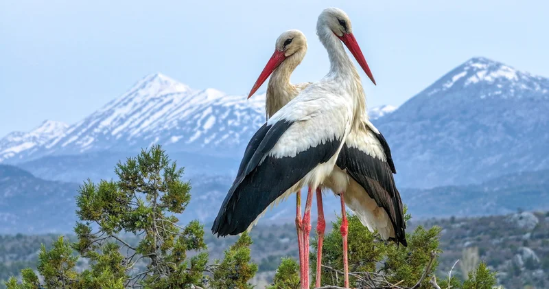 Leylekler Vadisi nin konukları kuluçka döneminde birbirlerine destek oluyor