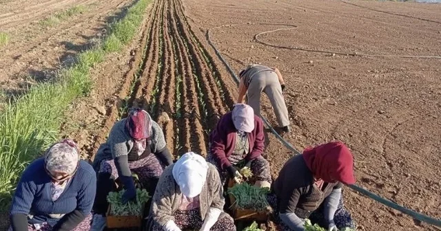 Karacasu da çiftçilerin tütün mesaisi başladı Tütün fidelerinin dikimine başlayan çiftçiler, avansların bir an önce ödenmesini bekliyor Aydın Haberleri