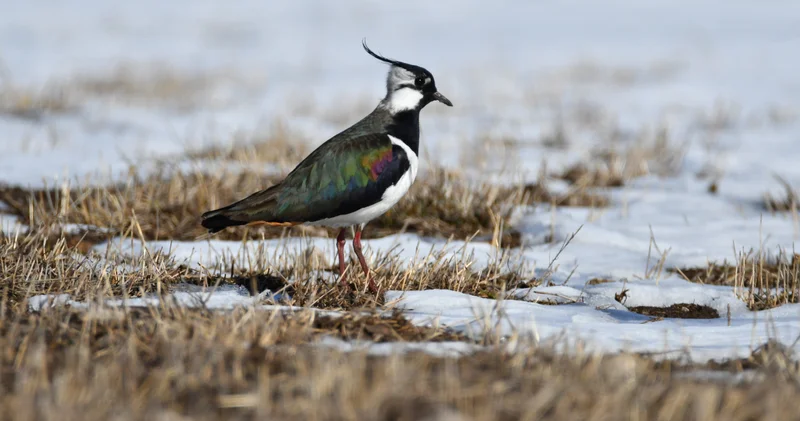 Kars ta havanın ısınmasıyla canlanan doğa kuşlarla renklendi