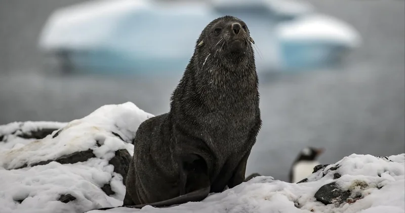 Antarktika nın simge türleri yok olma eşiğinde