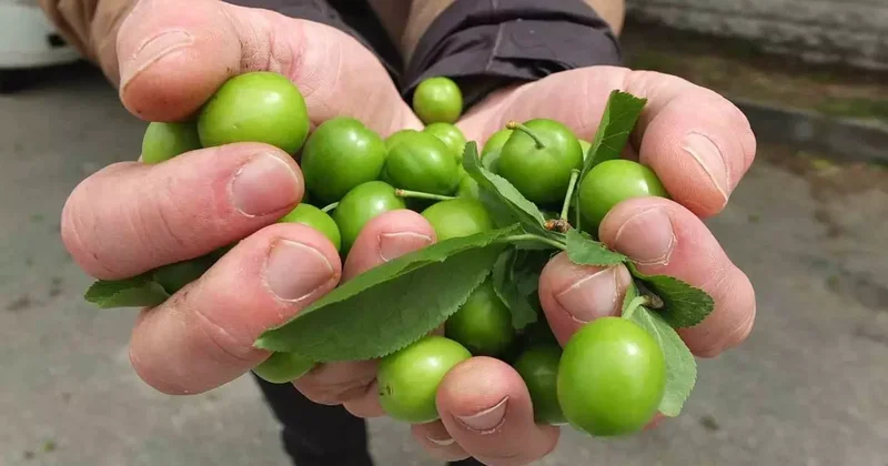Balıkesir’de ilk erik hasadı yapıldı