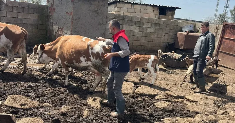Cizre’de hayvan sağlığı için yoğun mesai