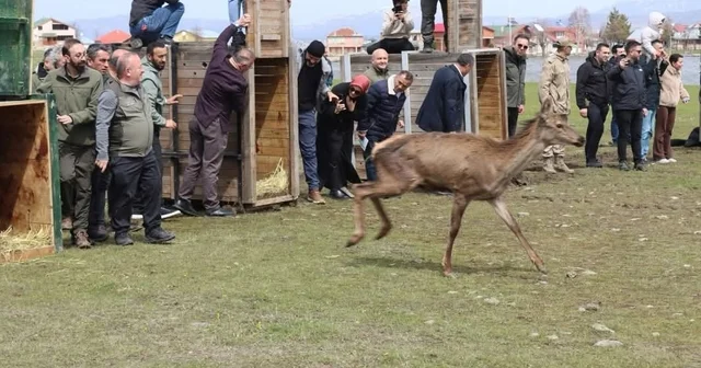 Ordu da doğaya 16 kızıl geyik salındı Ordu Haberleri