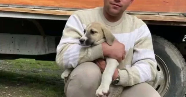 Ordu da ciple çarpışan motosikletin sürücüsü öldü Ordu Haberleri