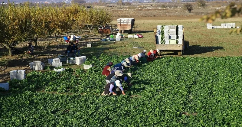 Bir kez eken 20 kez hasat veriyor: Bahçesine eken paraya para demiyor Sözcü Gazetesi