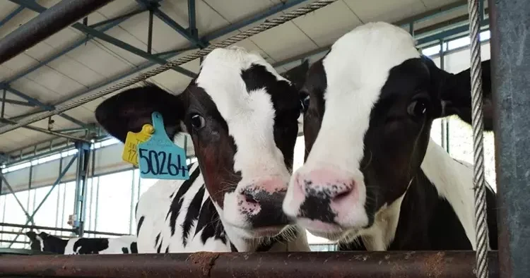 Hayvancılıkta yeni dönem! Nakit ödeme devri bitiyor