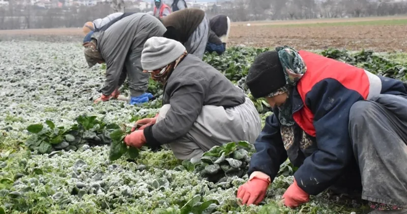 Çiftçinin yeni altın madeni: Bir kez ekiliyor 20 kez toplanıyor