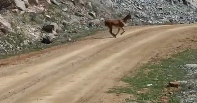 Kayalıklardan süzülen zarafet kameralarda Gümüşhane de iseniz dikkat, karşınıza yaban keçisi çıkabilir Gümüşhane Haberleri