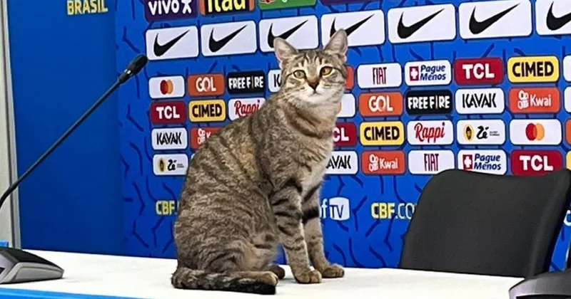 200 milyon insan bir kediden af dileniyor: 4 yıldır belleri doğrulmadı Sözcü Gazetesi