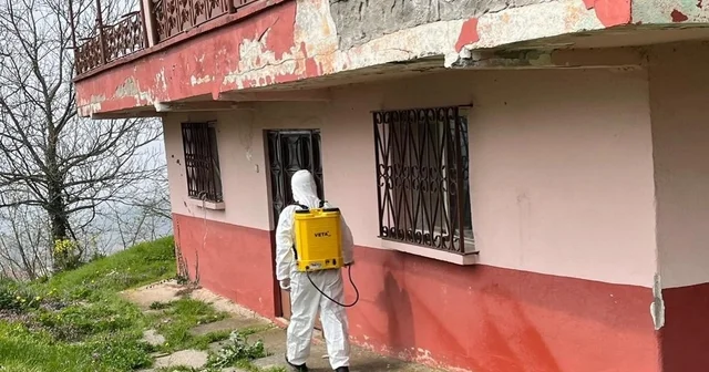 Kaynaşlı ve Yığılca da Kahverengi Kokarcayla mücadele sürüyor Düzce Haberleri