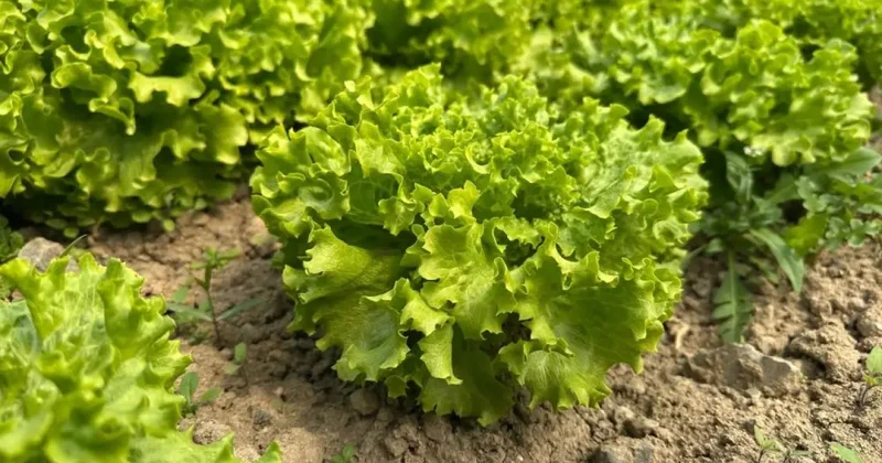 Tarladan satılan marul 35 TL yi gördü!