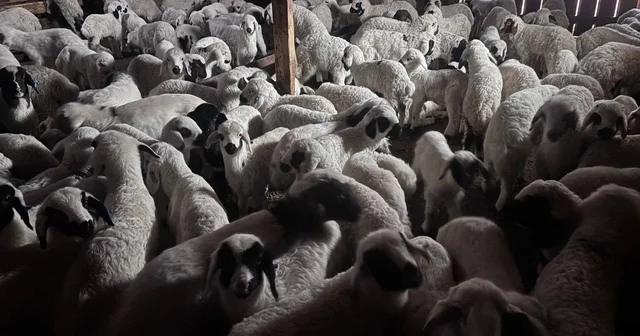 Sürülerde bahar hareketliliği: Kuzular annelerini böyle buldu Erzincan Haberleri