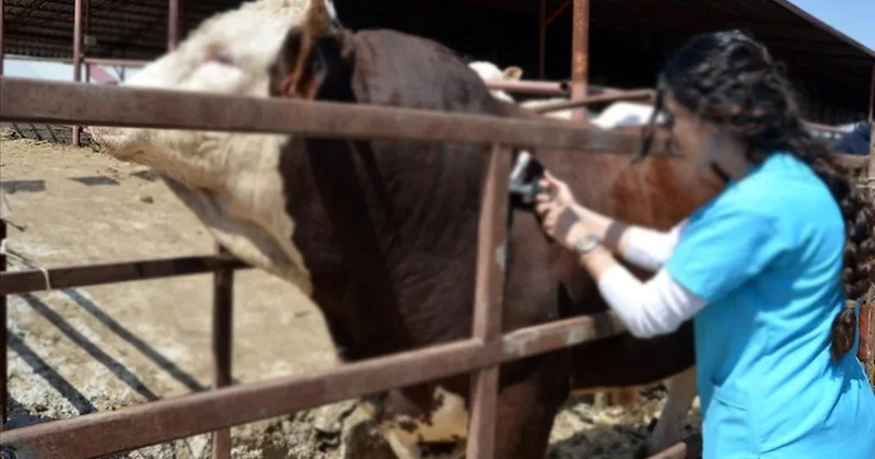 Hayvancılıkta dijital ödeme sistemi: Aşı ve küpe ücretleri desteklemeden düşülecek Sözcü Gazetesi