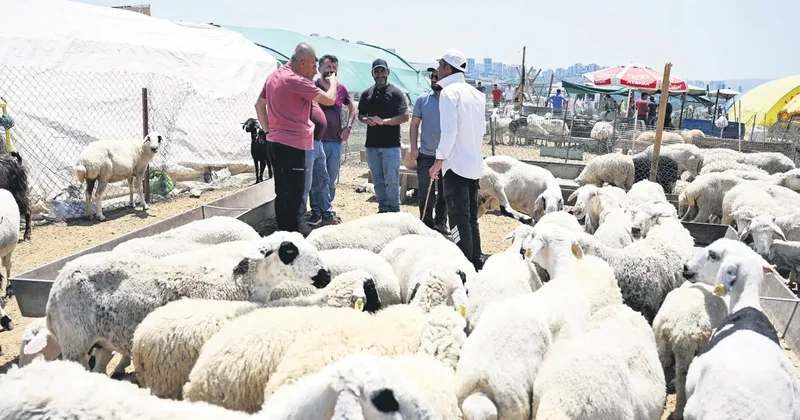 Büyükbaş 300 bin TL, küçükbaş 30 bin TL