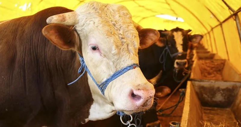 Kurban Bayramı ne zaman başlıyor? 2026 Kurban Bayramı hangi günlere denk geliyor, bayram tatili 9 gün olacak mı?