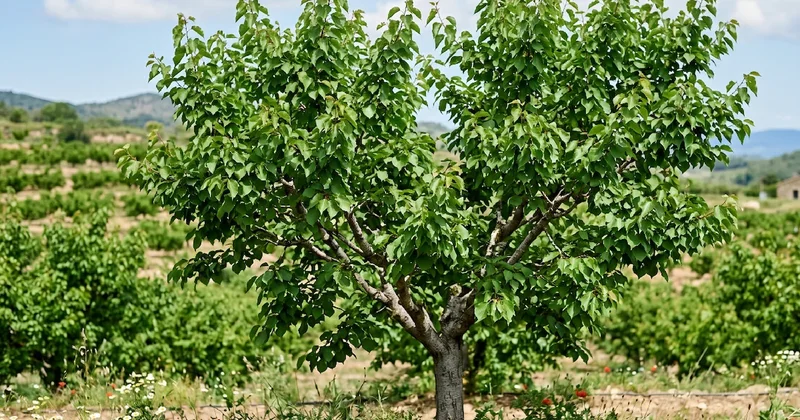 Avustralya, Türkiye nin sarı altınını üretmeye başladı: Bizi örnek alıyorlar Sözcü Gazetesi