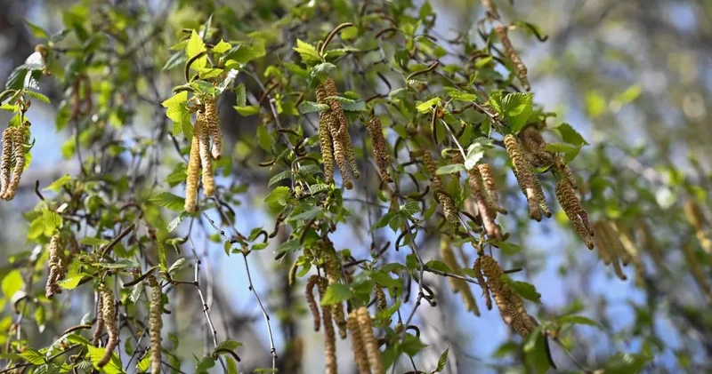 Mevsimler tam bir ay kaydı: Polen yoğunluğu yüzde 70 arttı!