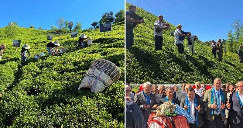 Rize’de yeni çay sezonu renkli etkinlikle açıldı Rize Haberleri