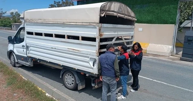 Elazığ da Kurban Bayramı öncesi hayvan sevklerine sıkı denetim Elazığ Haberleri