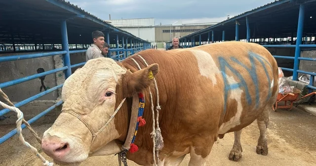 Bursa da kurbanlık şampiyonu görücüye çıktı: Tam 1,2 ton Bursa Haberleri