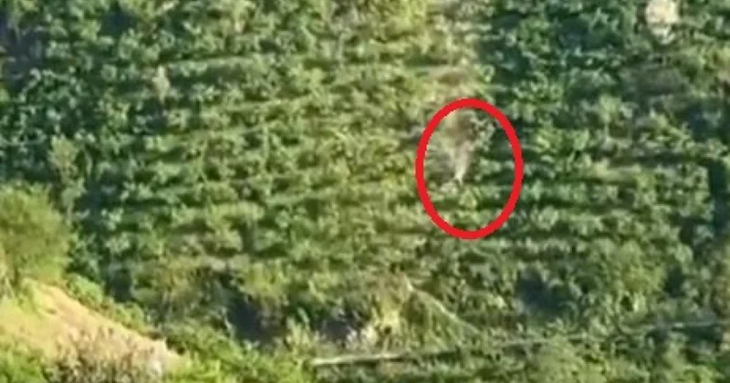 Giresun da kamyonet dik yamaçtan yuvarlandı, o anlar kameraya yansıdı