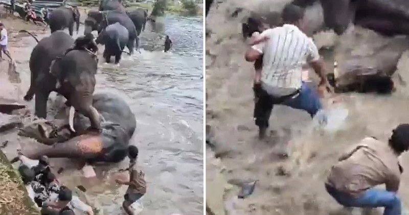 Hindistan da iki fil birbirine girdi, bir turist hayatını kaybetti