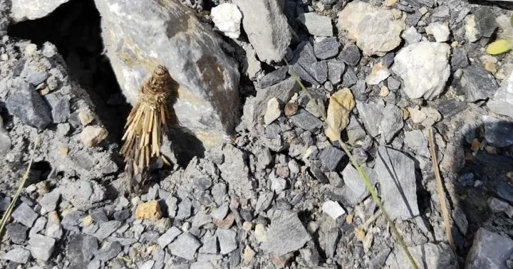 Kamuflaj ustası böcek şaşırttı! Yürüyüş yaparken gördü, çöp parçaları hareket ediyor sandı