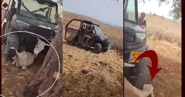israilli işgalciler Filistinli köylünün hayvanlarını araçla ezdi